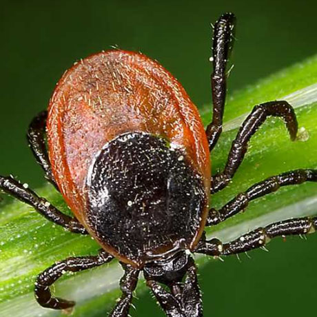 Lyme disease