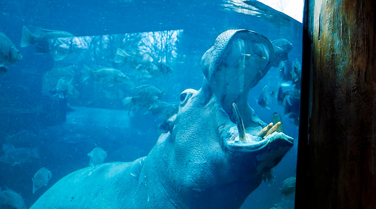 Bibi the hippo in her pool at the Cincinnati Zoo and Botanical Gardens
